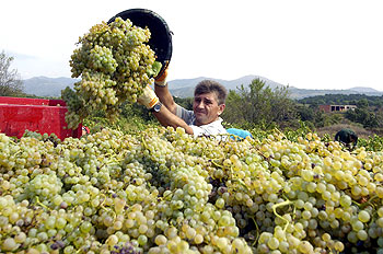 Un agricultor recoge uva en Garriguella (Girona) en la vendimia iniciada en la comarca del Empordà. rnrn EFE