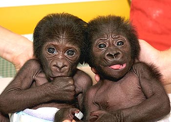 Los nuevos nietos de  Copito  (que ya tenía siete), en su primera aparición pública, ayer. rnrn EFE