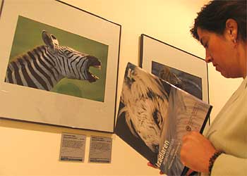Una mujer hojea el catálogo de la exposición ante la fotografía  Semental de cebra,  del estadounidense Cameron Amadeus Hyhrvold.