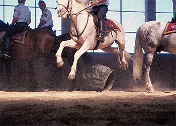 Imagen del vídeo  Rich cat dies of heart attack in Chicago  (2004), de Fernando Sánchez Castillo.