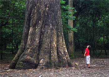El eucalipto  Abuelo de Chavín,  en Souto de Retorta (Lugo), mide 67 metros de altura y alcanza un diámetro de 10,50 metros.