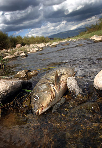 Peces muertos en el Congost