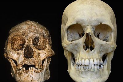 Calavera del  hombre de Flores,  a la izquierda, junto a una calavera humana actual.