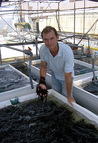 Guillermo García Reina muestra cultivos de algas.