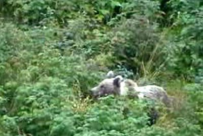 La osa  Canelle,  fotografiada el pasado 26 de agosto en el valle de Aspe.