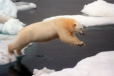 Un oso polar salta entre bloques de hielo en el mar de Chukchi (entre Rusia y Alaska), en 1999.