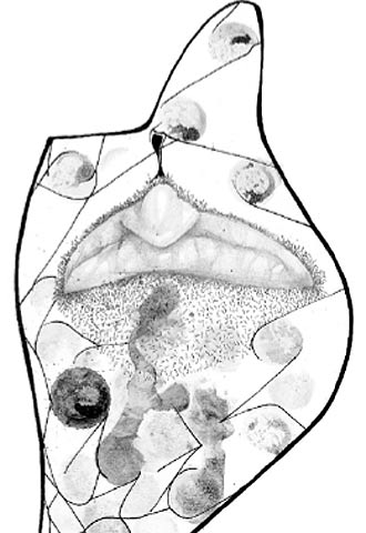 El rostro de Palestina