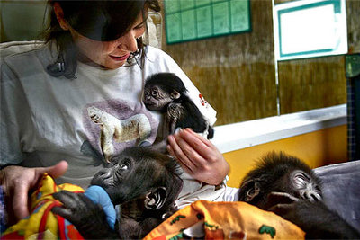 'Kiri' y 'Kera' han sido los nombres más votados para los nietos de 'Copito'