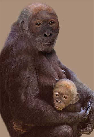 Recreación, publicada en  Science , de una hembra de  Pierolapithecus  con su cría.