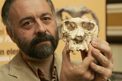 Salvador Moyà muestra el fragmento del cráneo de Pau, el  Pierolapithecus catalaunicus. 