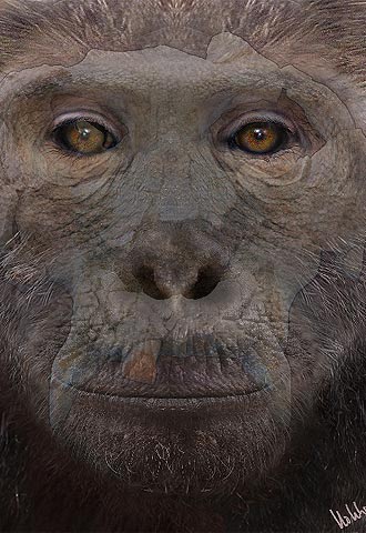 El  Pierolapithecus catalaunicus,  según  Science. 