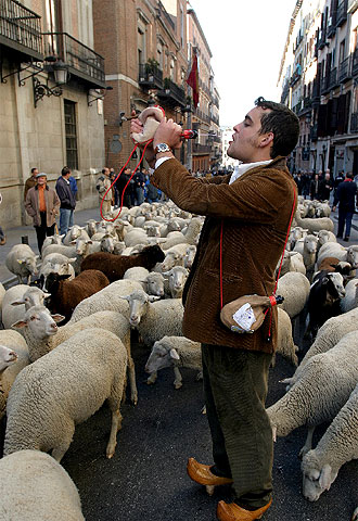 Más de 1.200 ovejas toman el centro de Madrid