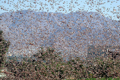 Una nube de langostas invade Eliat (sur de Israel) desde Egipto la semana pasada.