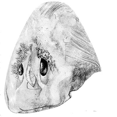 La brutal consistencia de una escritura singular