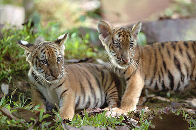Fotograma de  Dos hermanos,  de Jean-Jacques Annaud.