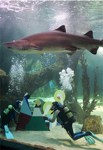 Tiburones para 'vigilar' el belén