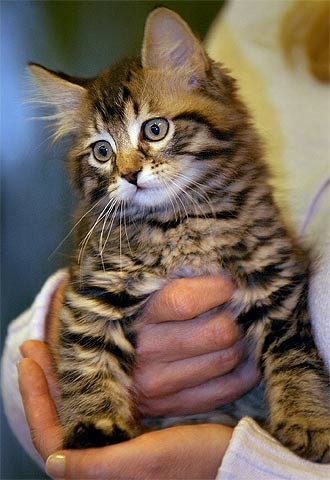El gato clonado  Little Nicky. 
