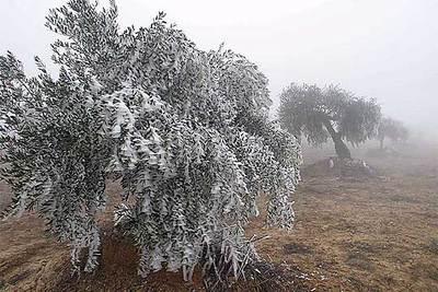 La escarcha se hace paisaje tras 10 días sin sol en Lleida