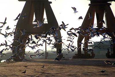 Un cuarto de millón de gaviotas