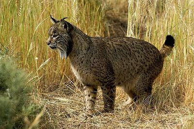Ejemplar de lince ibérico.