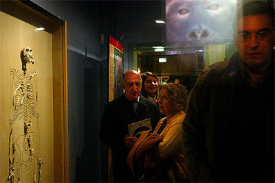 El 'Pierolapithecus' se exhibe en Sabadell