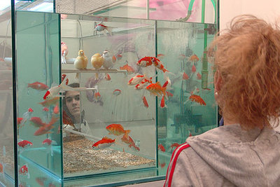 En la feria puede verse la obra  H2O , de Richard Gligorov, que hace convivir en un mismo espacio peces y pájaros.