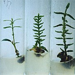 Cultivo in vitro del olivo