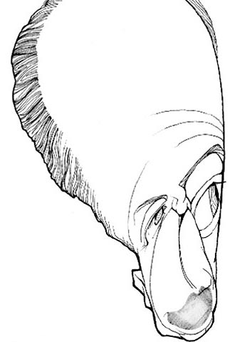 Pedro Santana Lopes, un populista de derechas