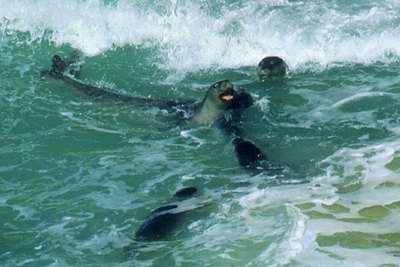 Colonia de focas en los acantilados de Cabo Blanco.