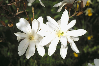 Flores de  Magnolia stellata  o magnolia de Japón.