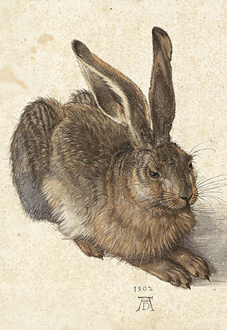  Liebre  (1502), de Alberto Durero.