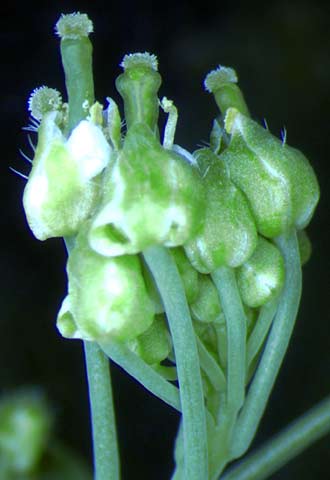 Planta mutante con un gen defectuoso que impide que se abran las flores.