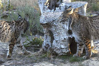  Saliega  y  Garfio,  padres de los tres cachorros de lince alumbrados en cautividad.