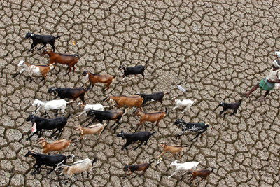 Un pastor conducía ayer su rebaño de cabras, en busca de agua, por un embalse seco de Hyderabad, en el sur de  India.