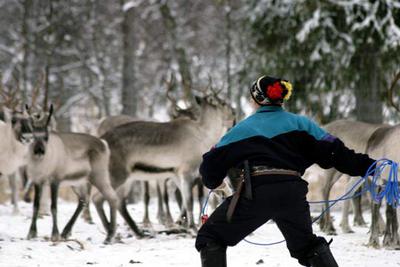 Un pastor de renos en la Laponia finlandesa.