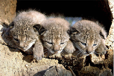 Muere uno de los cachorros de lince nacidos en cautividad