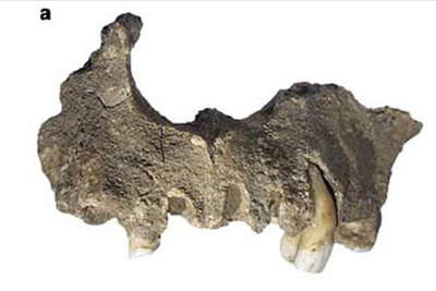 Mandíbula de ejemplar macho de los fósiles de Mladec.