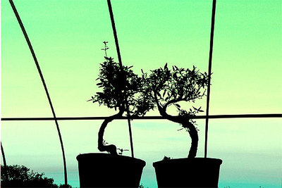 'The chief lesson is that the world displays a lovely order' (2005), de Rubsamen.