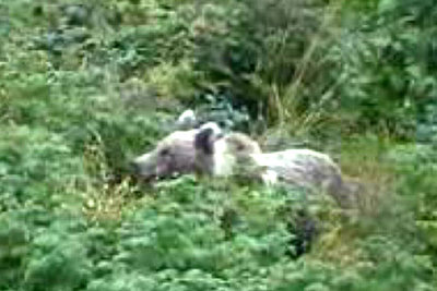 Una imagen de la osa  Calelle  tomada en el valle francés de Aspe.