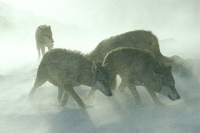 Una manada de lobos, en una imagen del documental de la BBC  Europa salvaje. 