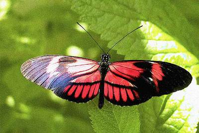 La  Heliconius clysonimus  vive en los Andes, a más de 1.500 metros de altitud.