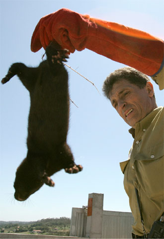 Un operario con un visón capturado cerca de Santiago.