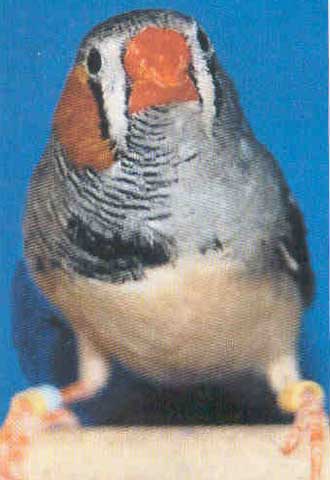 El pájaro  zebra finch  tiene la mitad del cuerpo de cada sexo.