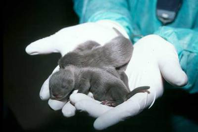 Dos de las primeras crías nacidas en cautividad en Lleida.