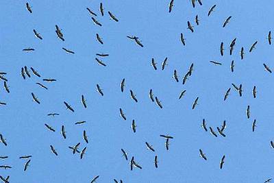 Un grupo de cigüeñas sobrevolaba ayer el municipio de Tarifa antes de cruzar el Estrecho.