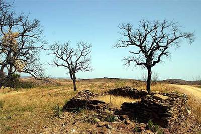 Aspecto actual de un paraje de Berrocal afectado por el fuego del pasado año.