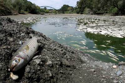 Mortandad de peces en el río Guadiaro