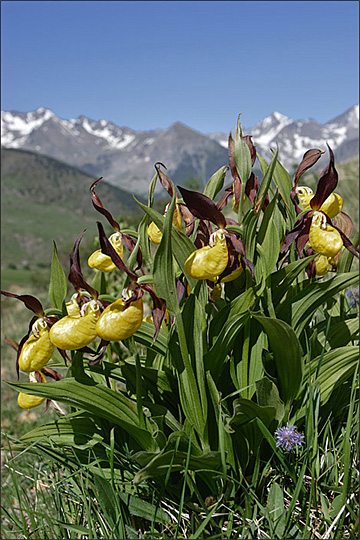 La 'Cypripedium calceolus' es una de las plantas más bellas de la flora pirenaica.