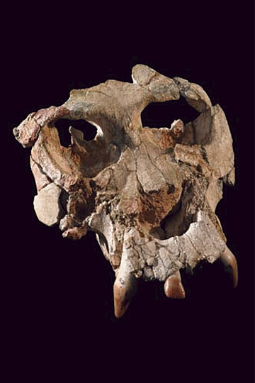 Cráneo de Pau, el antropomorfo hallado en el vertedero de Hostalets de Pierola en 2002. El 'Pierolapithecus catalaunicus', ancestro común del hombre y los grandes monos, tiene 13 millones de años.