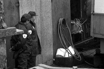 Salida de una vaca hacia el matadero en una ganadería de Lugo, en la crisis del año 2000.